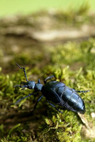 Meloe violaceus