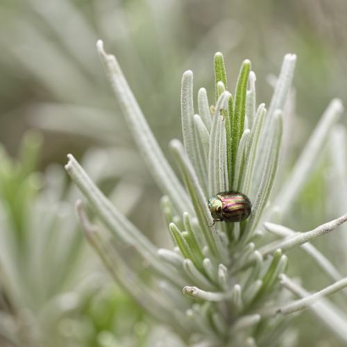 Réf. 202 397 : Chrysolina americana