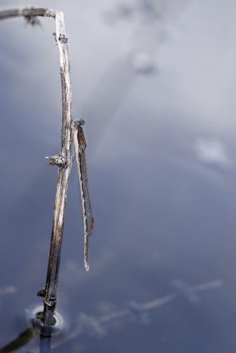 Sympecma fusca