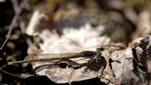 Sympecma fusca