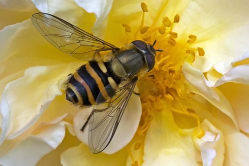 Syrphus sp.