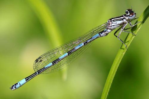 Coenagrion mercuriale