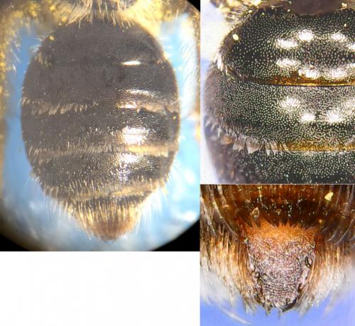 Andrena sp.