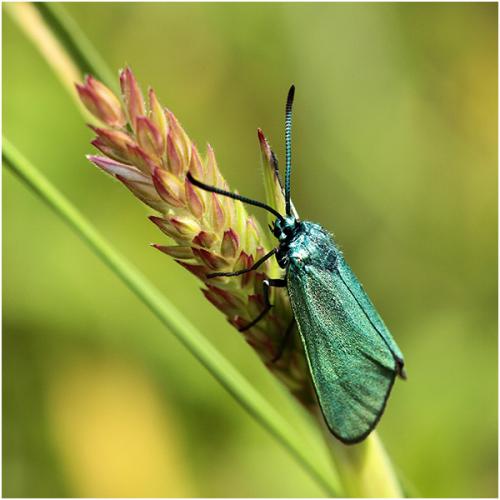 Réf. 202 947 : Adscita sp.