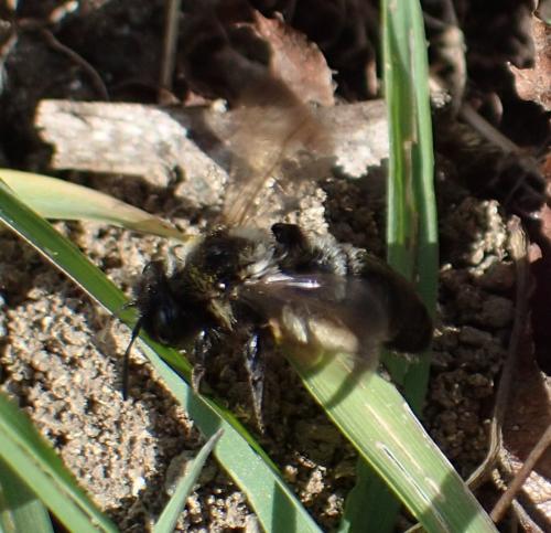Andrena sp.