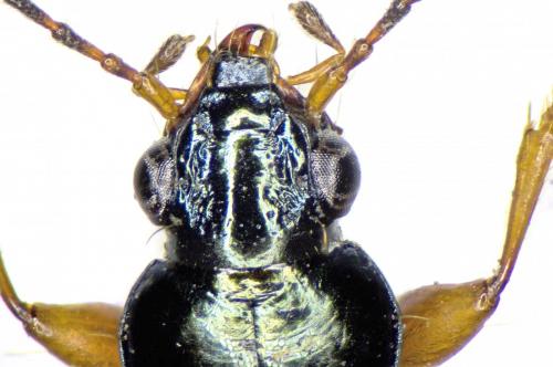 Bembidion decorum