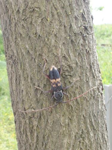 Réf. 202 012 : Phoracantha semipunctata