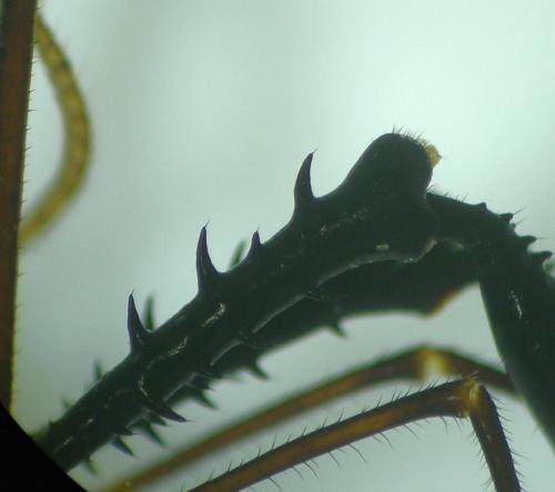 Ischyropsalis dentipalpis