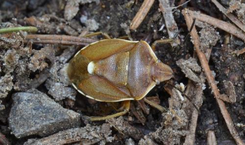 Réf. 202 289 : Chlorochroa pinicola