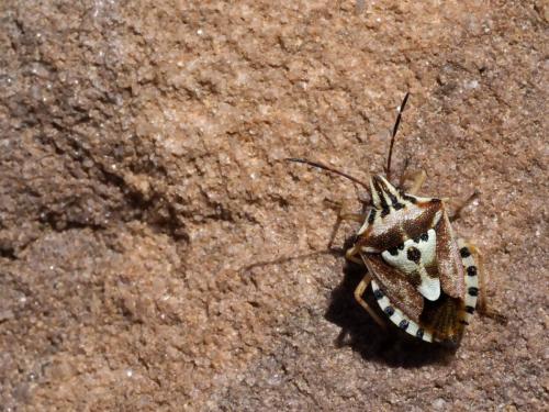 Réf. 202 251 : Codophila varia