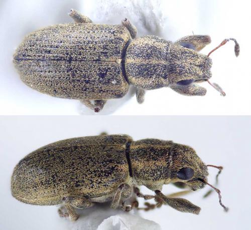 Sitona cylindricollis