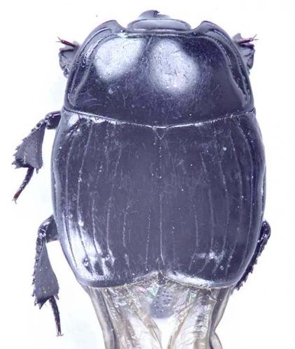 Margarinotus merdarius