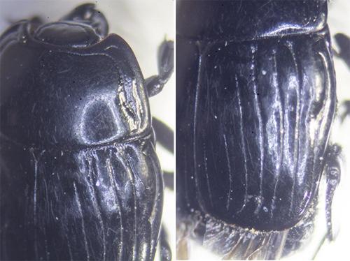Margarinotus merdarius