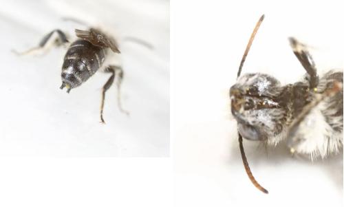 Réf. 202 747 : Chelostoma emarginatum