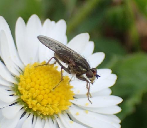 Réf. 202 787 : Scathophaga stercoraria