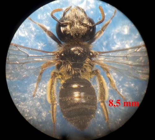 Réf. 202 583 : Andrena sp.