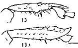 Pyronota edwardsi