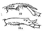 Pyronota festiva