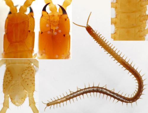 Pachymerium ferrugineum