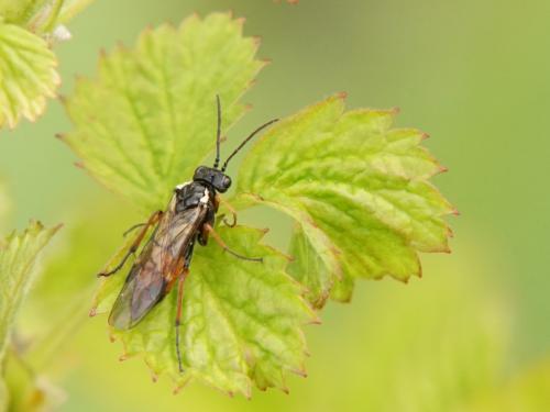Aglaostigma aucupariae