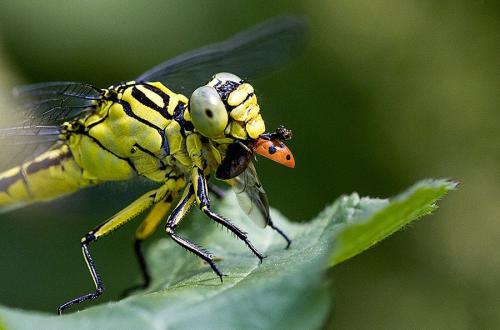 Stylurus flavipes