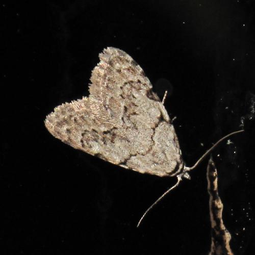 Nola confusalis