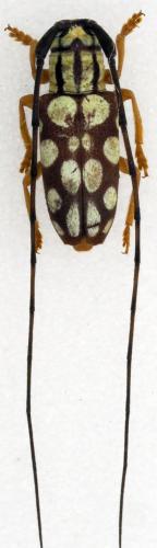 Graciella pulchella