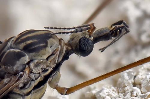 Tipula rufina