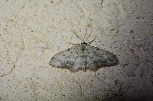 Réf. 202 412 : Idaea seriata