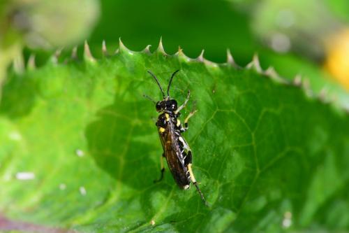 Réf. 202 840 : Macrophya crassula