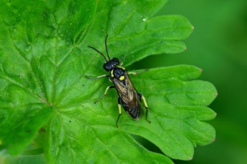 Réf. 202 839 : Macrophya crassula