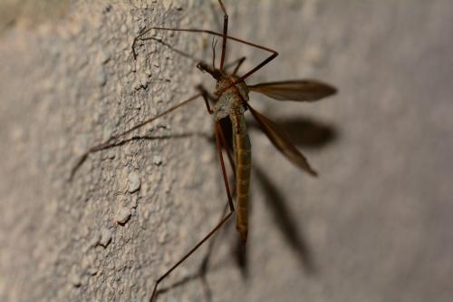 Réf. 202 780 : Tipula oleracea