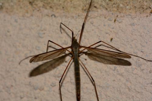 Réf. 202 781 : Tipula oleracea