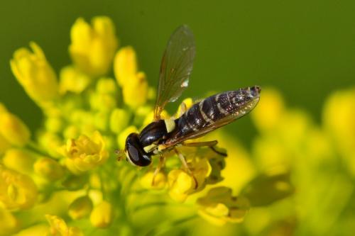 Sphaerophoria sp.