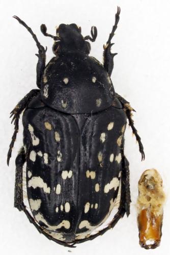 Oxythyrea noemi