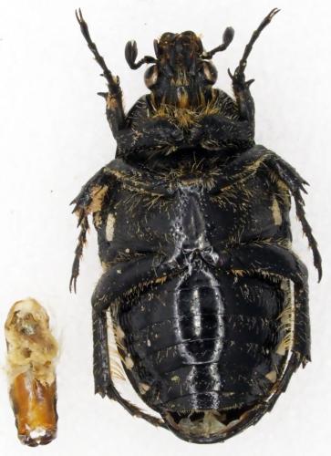 Réf. 202 824 : Oxythyrea noemi