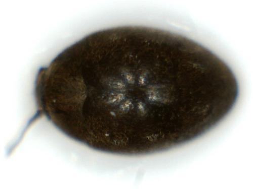 Pelochares versicolor