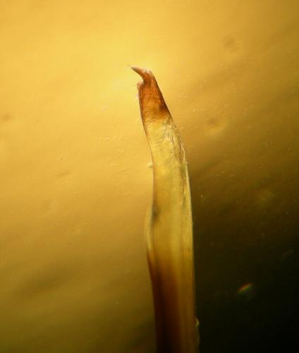 Trogulus closanicus