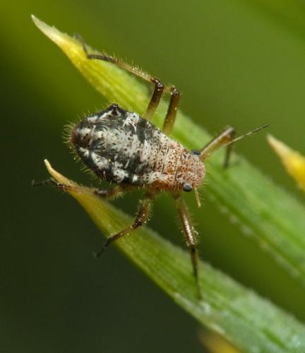 Réf. 202 887 : Cinara sp.