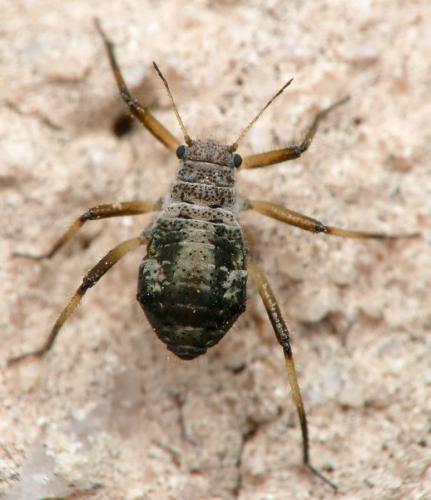 Réf. 202 888 : Cinara sp.