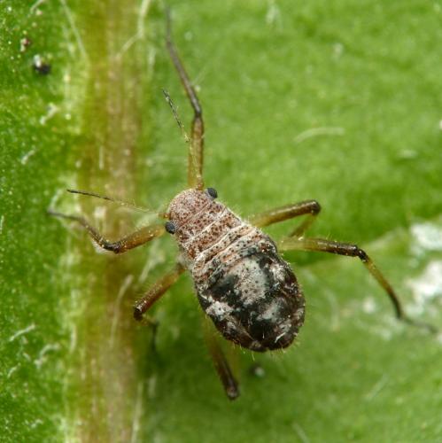 Réf. 202 889 : Cinara sp.