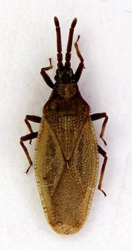 Catoplatus carthusianus