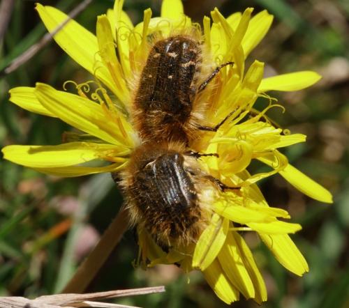 Réf. 202 164 : Tropinota sp.
