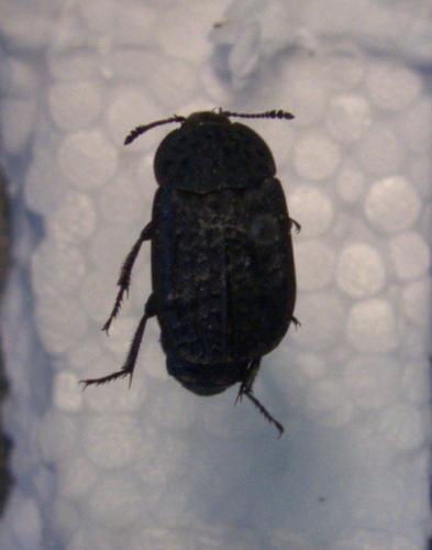 Thanatophilus rugosus