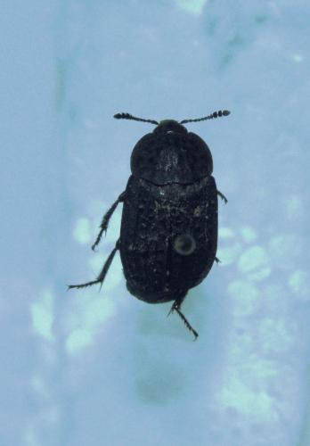 Thanatophilus rugosus