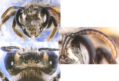 Andrena sp.