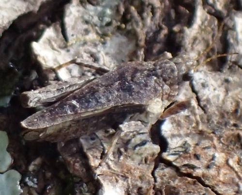 Tetrix undulata