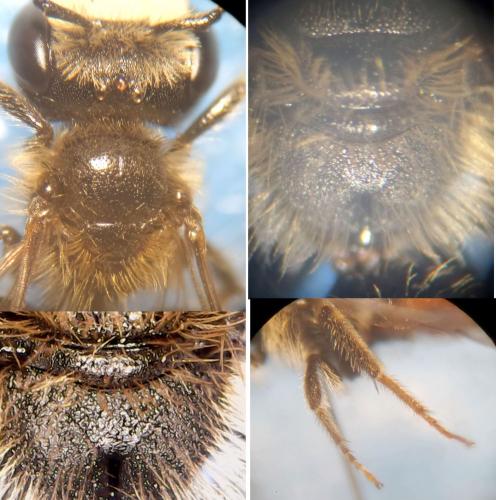 Andrena sp.