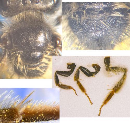 Andrena sp.