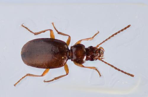 Trechus bruckoides